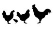 Silhouette of a chicken, a rooster and a chicken