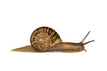 Side View Photo Of A Snail Isolated On Transparent Background, Slow Animal, Png File