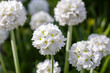 © Flower_Garden - White flowers of Primula denticulata alba in spring garden