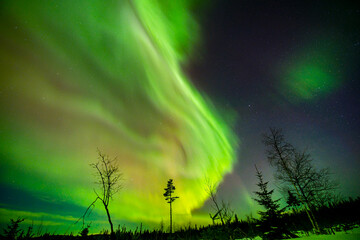 Wall Mural - aurora shining ,swedish forest landscape.