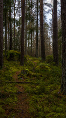 Poster - Beautiful view of a forest with tall trees on a sunny day