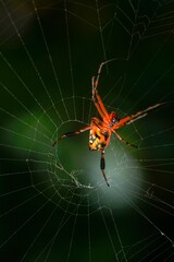 Sticker - Vertical closeup of a Leucauge spider, long-jawed orb weaver on a spider web