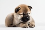Fototapeta Psy - On a white background, a sleeping American Akita puppy may be seen. infant animal motif. Generative AI