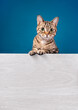 Cute tabby cat standing behind white message board on a blue background. Copy space for your text.