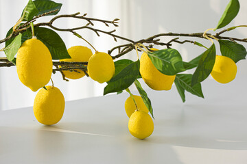 Lemon tree with ripe fruits on white table.