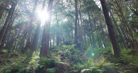 Poster - Sunlight flare on the forest in alishan national forest recreation area