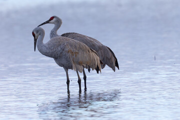 Canvas Print - A couple of Sandhill cranes, seen in the wild in a North California marsh 