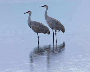 Canvas Print - A couple of Sandhill cranes, seen in the wild in a North California marsh 