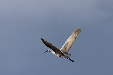 Sticker - Sandhill crane, crane, , landing, flying, wing, beauty, stork, spread wings, feather, beak, white, marsh, water, swamp, blue, long, marsh, warm colors, long beak, water, harmony, beauty, white, brown,