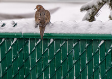 Close-up Of A Mourning Dove Sleeping On Top Of A Green Fence On A Cold Snowy Day In March With A Blurred Background.