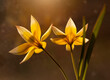 Tulipany botaniczne Tarda