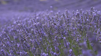 Wall Mural - Lavender flowers bloom by the summer.