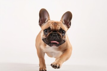 Canvas Print - Companion. Playing little brown French Bulldog in studio, white background. Little dog, pet appears energetic, happy, and sincere and kind. concept of movement, action, and dynamic affection for pets