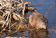 Front View Of A Muskrat, Ondatra Zibethicus, Drinking From A Marsh On A Winter Afternoon In Iowa. 