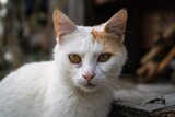 Fototapeta Koty - cat, monocular one eyed sitting. Generative AI