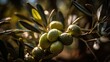Oliven zur goldenen Stunde