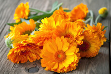 Calendula Pictures Showcase The Bright And Cheerful Flowers Of The Calendula Officinalis Plant.
