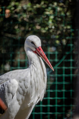 Canvas Print - portait d'une cigogne blanche en gros plan