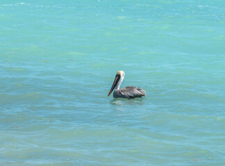 Wall Mural - pelican floating on the turquoise water of southern florida