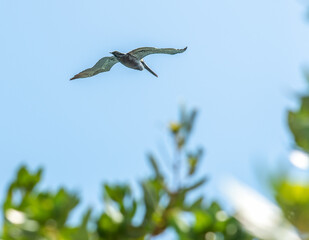 Wall Mural - pelican flying in the blue sky