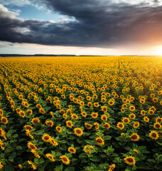 Autocollant - Summer day with yellow sunflowers from a bird's eye view. Ukraine, Europe.