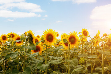 Affiche - Idyllic scene with bright yellow sunflowers close up on a sunny day.