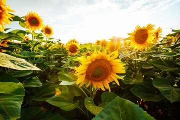 Autocollant - Idyllic scene with bright yellow sunflowers close up on a sunny day.
