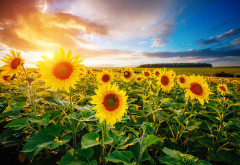 Affiche - Spectacular view with bright yellow sunflowers close-up at sunset.