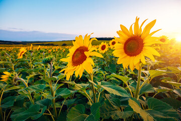 Photo Sur Toile - Idyllic scene with bright yellow sunflowers close up on a sunny day.