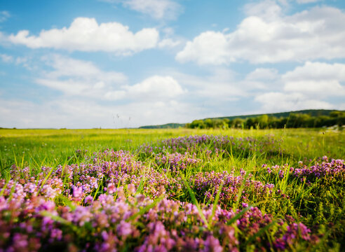 Wall Mural - Gorgeous fresh green pasture with flower and blue sky on a sunny day.