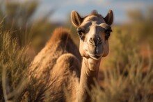 MOUNT WEDGE, AUSTRALIA Wild Dromedary Camel In Desert Shrubland In Central Australia, Imported For Transport But Now Roaming Free In Harsh Locations. Generative AI