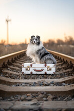Dog Waiting For The Train