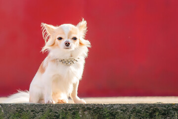 Wall Mural - Small breed dog on a red background. The dog of the Chihuahua breed is white with a red color.