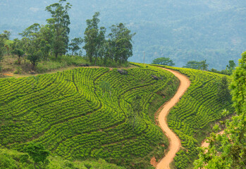 Wall Mural - Tea plantation