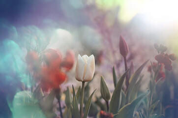 Canvas Print - Tulips