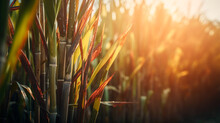 Sugar Cane In Plantation With Sunlight. Generative AI