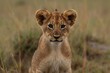 A picture of a lion cub. captured in Kenya's Maasai Mara Game Reserve. Generative AI