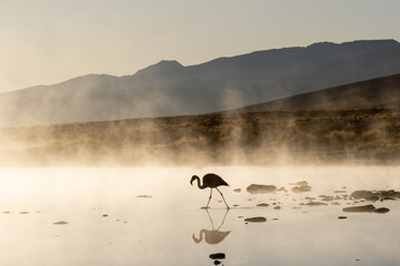 A flamingo (silhouette ) standing in the shallow water with mountains and morning fog in the background at the hot springs of Termas de Polques in Andean altiplano of Bolivia, South America. 