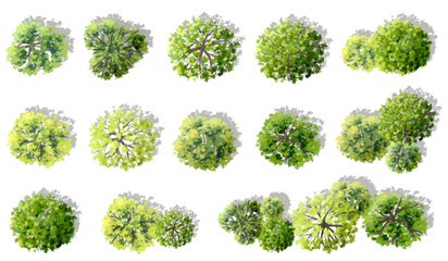 vector watercolor of blooming tree top view isolated on white background for landscape plan and arch