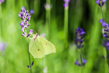 Beautiful yellow Gonepteryx rhamni or common brimstone butterfly on a purple lavender flower