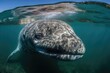 a picture of a young grey whale calf gazing at you. Generative AI