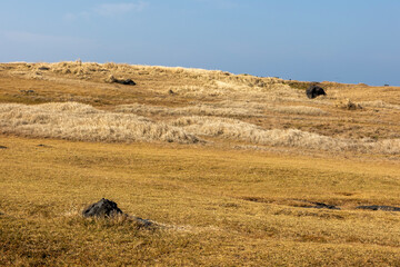 Wall Mural - dry field and blue sky