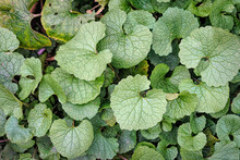 Close Up On The Green Leaves Of A Fresh Emerging Garlic Mustard Wildflower Plant, Alliaria Petiolata