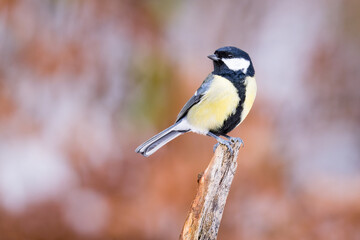 Sticker - Great Tit (Parus Major) on branch. Wildlife scenery.