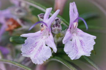 Closeup on 2 fragile pink flowers of the herbal Rosemary , Salvia Rosemarinus