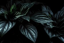  A Close Up Of A Plant With Green Leaves On It's Stems And A Black Background With A White Spot In The Center Of The Picture.  Generative Ai