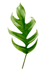 Wall Mural - monstera leaves leaves with isolate leaves on transparent background png file