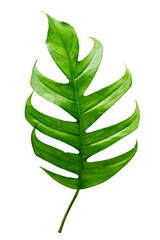 Wall Mural - Monstera leaves leaves with Isolate  Leaves on transparent background PNG file