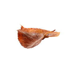 Falling Leaf PNG, leaf isolated on white background