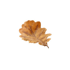 Wall Mural - oak leaf Falling Leaf PNG, Autumn Leaf Falling PNG